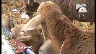 Bakra Eid Special All Funny Tezabi Totay Punjabi Totay  Funny Punjabi Dubbing