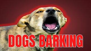 DOGS BARKING  ANGRY DOGS BARKING Sound Effects  Make Your Dog go Crazy