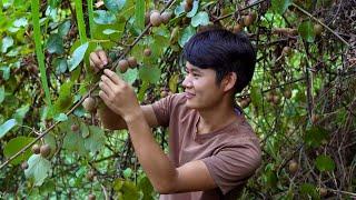 Dried Kiwi｜These Are the Gifts of Nature. These Kiwis Are Very Sour but Our Efforts Make Them Tasty