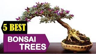 5 Best Bonsai Trees 2024   Best Bonsai Trees Reviews  Top 5 Best Bonsai Trees