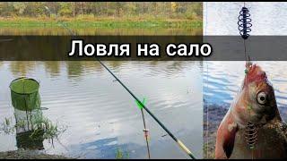 Ловля леща на сало. Рыбалка на донки в Беларуси.