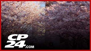 Toronto cherry blossoms in High Park expected to reach peak bloom