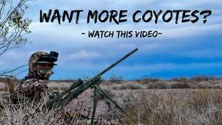 COYOTE HUNTING GOLD CALL More COYOTES After These Tips