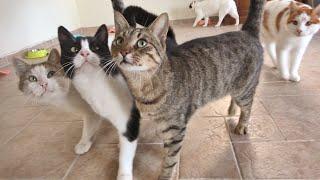 Outdoor Cats Reaction to Heated Floors and a New Cat Tree 