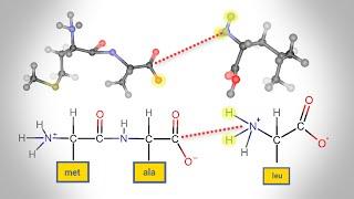 Peptide Bond Formation  Animation