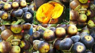 Asian Traditional Palm Fruit Cooking In My Village  Palmyra Tree Palm Fruit Juice Recipe