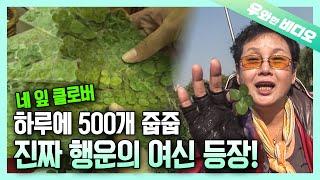 행운이 깃든 눈 하루에 네 잎 클로버 500장 발견? 행운의 여신 등장┃Lucky Eyes Finding 500 Four-Leaf Clover a Day