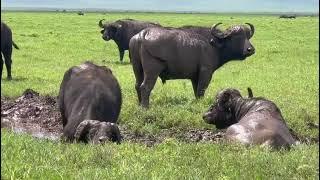 Mud-Drenched Majesty Male Buffalos Wallowing in Ngorongoros Rich Earth