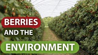 BERRIES AND THE ENVIRONMENT