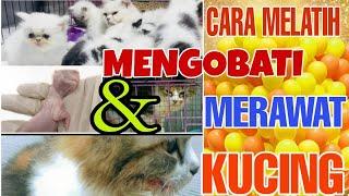 How to train treat and care for the best cats of 2023 in indonesian