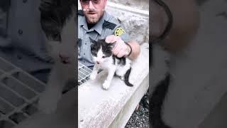 Deputies save kitten trapped in storm drain