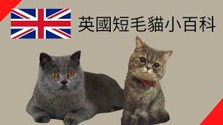 英國短毛貓小百科【品種動物系列】