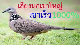 เสียงนกเขาใหญ่ เสียงต่อนกเขาใหญ่ เข้าเร็ว1000%