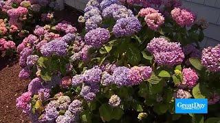 A wonderful time of the year for hydrangeas