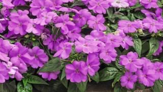 R53076 Impatiens Big Bounce