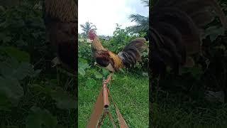 STAG NA MINER BLUE YELLOW LEGS #SHORTS #ayam #derby #gamefowl #pitmaster #fighter #gallos #birds