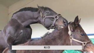 ENG SUB 말의 교배와 출산 - Horse breeding l The birth of foal