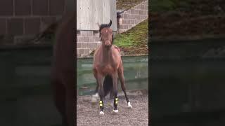 Horse practising her bucking skills