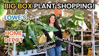 Variegated Aglaonema at Lowes  BIG BOX Plant Shopping For Indoor Plants Home Depot & Lowes