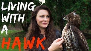 Living With a Red Tailed Hawk  Warning Graphic