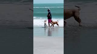 Dogs love to frolic in the ocean #beachlife #shorts