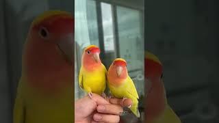 Do you love me  Parrots talk #shorts #status #whatsappstatus