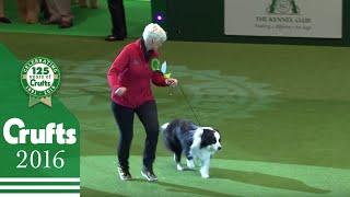 Pastoral Group Winner Interview  Crufts 2016