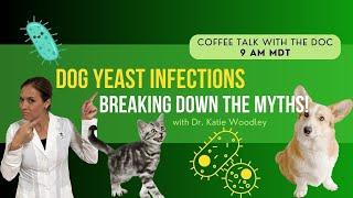 Yeast Infections in Dogs Common Myths & Holistic Remedies - Holistic Vet Advice