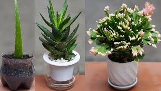 Pro Tips to Upgrade Your Flower Pots - DIY Garden Decor
