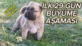 KANGAL YAVRULARI BÜYÜME AŞAMALARI İLK 29 GÜN  BELGESEL  GÜNBE GÜN