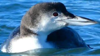 Common loon bird diving swimming eating