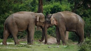 The Elephant soul A Remarkable Friendship with Wild Elephants Elephant soul.