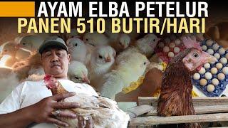 TERNAK AYAM ELBA PETELUR TIAP HARI PANEN 510 BUTIR DOC BIKIN SENDIRI