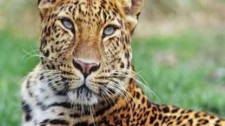 Interesting Facts about Amur Leopards