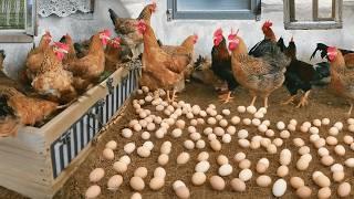 Effective Strategies for Raising Chickens for Eggs Collect Eggs & Feed the Hens.