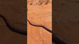 Snakes everywhere #venomoussnakes #australia #snakes #outbackaustralia #cattlestation #4wd #4x4