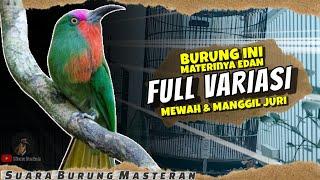 SUARA BURUNG MEWAH  BURUNG MASTERAN FULL ISIAN TEMBAKAN - MATERI EDAN FULL VARIASI