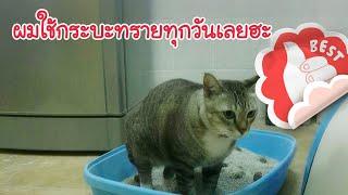วิธีฝึกแมวให้ใช้กระบะทราย ง่ายนิดเดียว  EP3  How to train your cat to use the toilet?