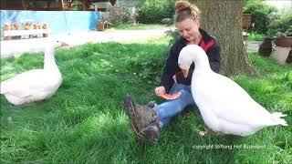 Achtung GANS gefährlich