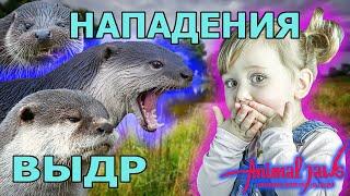 Нападения выдр на людей