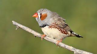 Zebra Finch in the wild a documentary