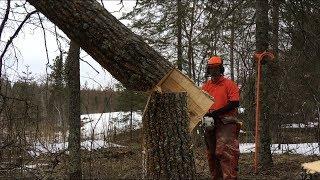 TREES THAT DON’T LIKE HINGE CUTTING Tongue & Groove Tree Felling