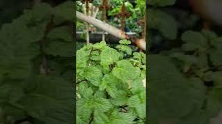 Daun Mint Hidroponik