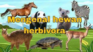 Mengenal Hewan Herbivora