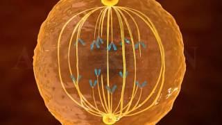 mitosis 3d animation  Phases of mitosis  cell cycle and cell division  mitosis and meiosis