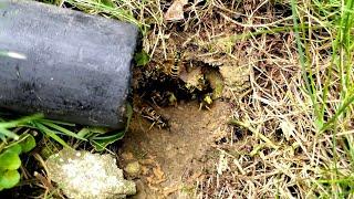 Massive UNDERGROUND Yellow Jacket Nest Swarmed and Attacked Dog and Owner Wasp Nest Removal