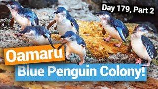  The Blue Penguin Colony in Oamaru  –  New Zealands Biggest Gap Year – New Zealand Guide