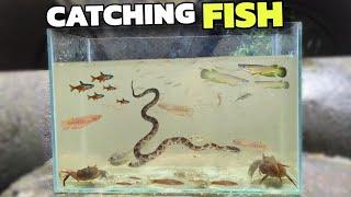 Catching FISH for AQUARIUM 