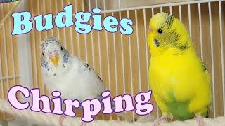 11 Hr Help Quiet Parakeets Sing Playing This Cute Budgies Chirping. Reduce Stress of lonely Birds