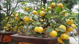 How to Grow Lemon tree in Pots for Endless Supply & more fruits at home?